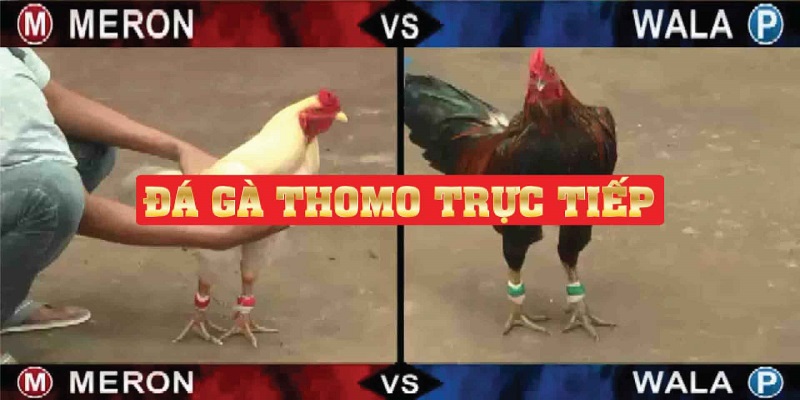 Tìm hiểu đá gà trực tiếp bên thomo là gì?