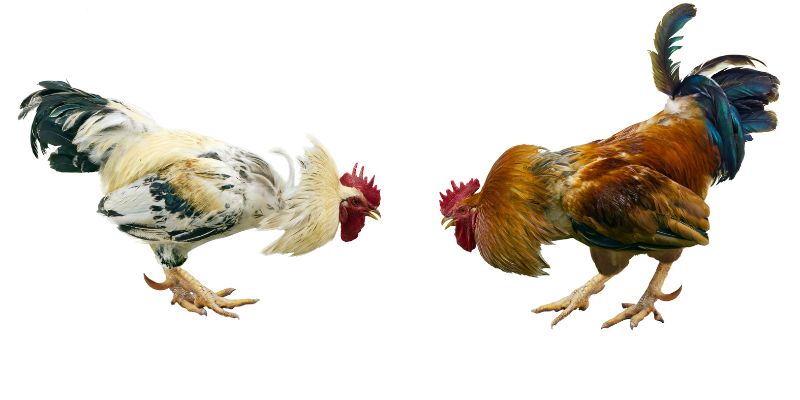 Một vài lưu ý khi chơi đá gà trực tiếp bên thomo