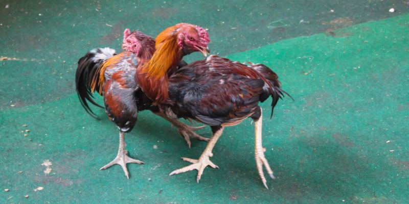 Nắm rõ những kiến thức cơ bản về gà chiến