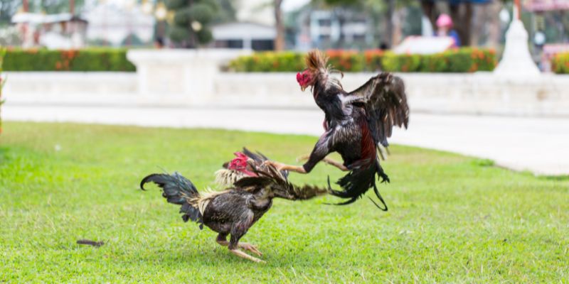 Nắm bắt thời điểm xuống tiền đầu tư đặt cược