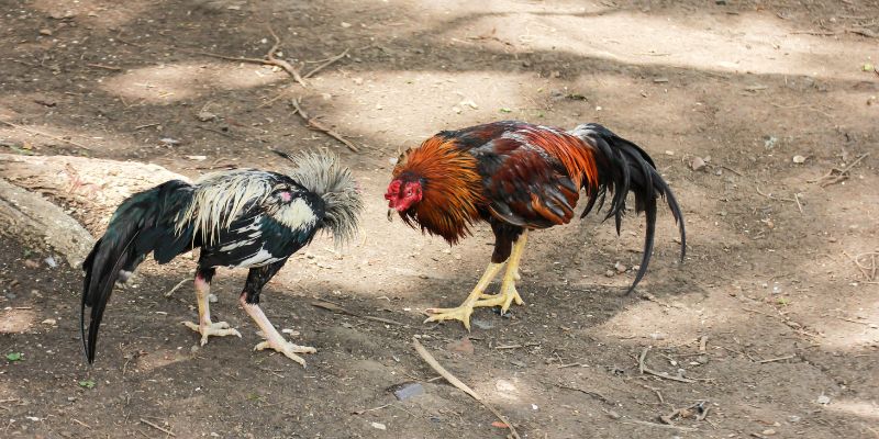 Vạch ra điểm dừng cho bản thân trước mọi trận đấu