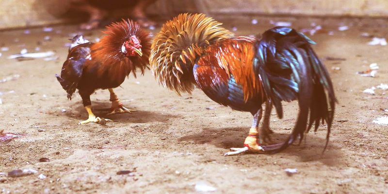 Tìm hiểu đôi chút về đá gà trực tiếp thomo ngày hôm nay