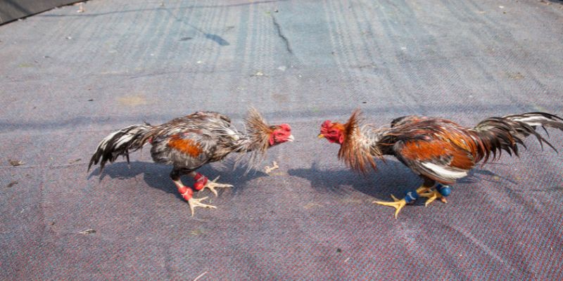 Bí kíp chơi đá gà Campuchia dễ thắng nhất hiện nay