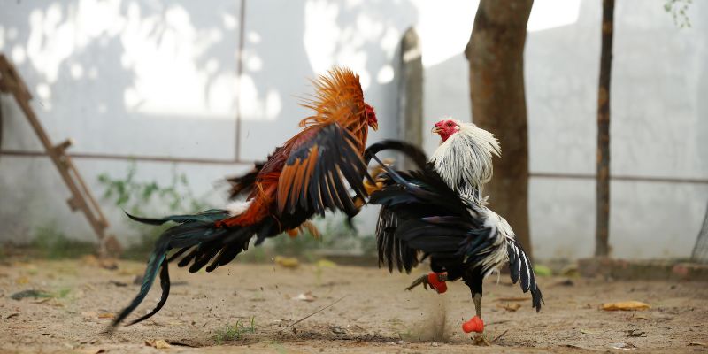 Đôi nét về đá gà trực tiếp Thomo