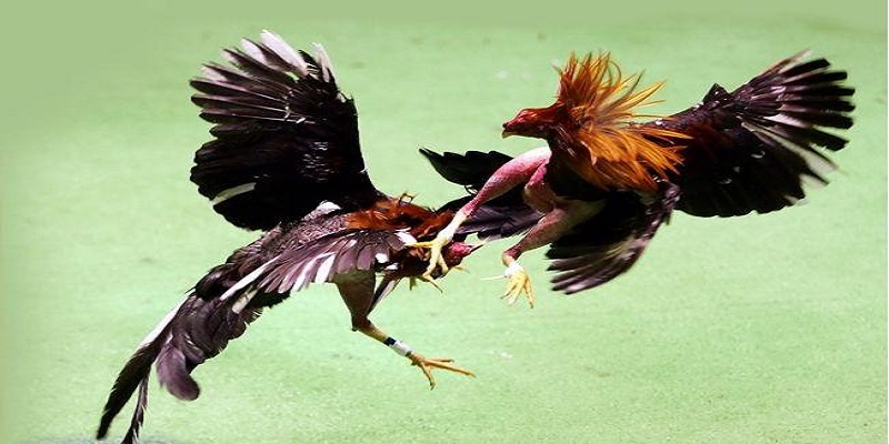 Trực tiếp đá gà hôm nay