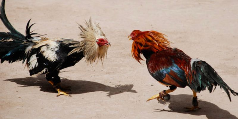 Trực tiếp đá gà thomo có tính an toàn và độ bảo mật cao