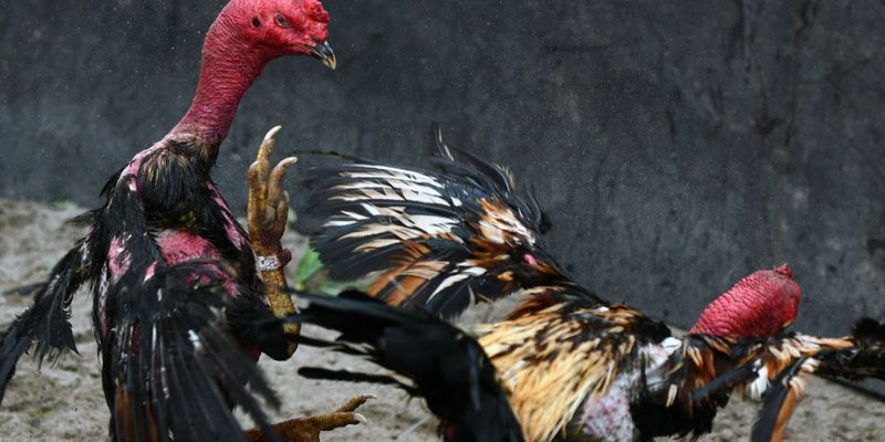 Cần chọn nhà cái chuyên nghiệp khi chơi trực tiếp đá gà thomo