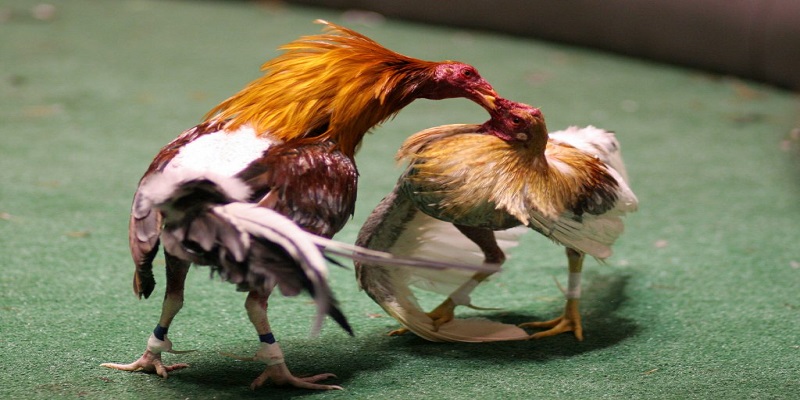 Kinh-nghiem-da-ga-cuc-chuan-khong-nen-bo-qua