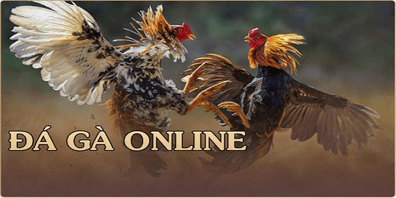 Luật chơi của đá gà trực tuyến tại Shbet