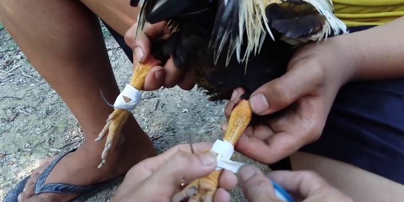 Cách Băng Cựa Gà Tre Chắc Thắng Từ Chuyên Gia
