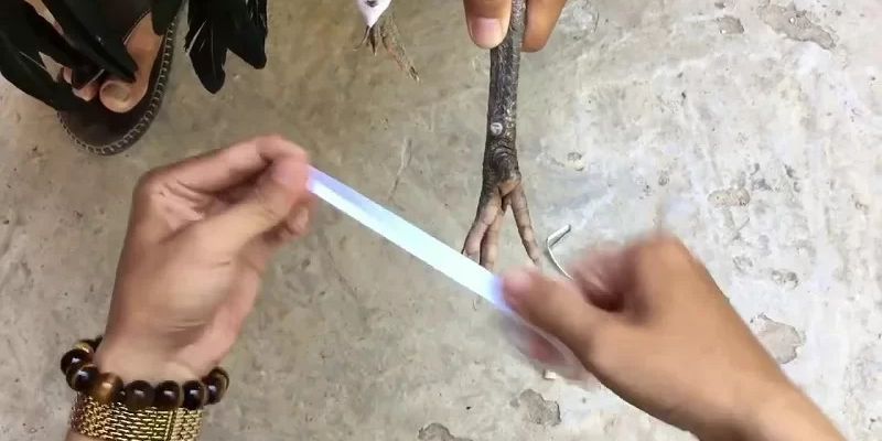 Cách băng cựa gà tre chuẩn xác từ chuyên gia 