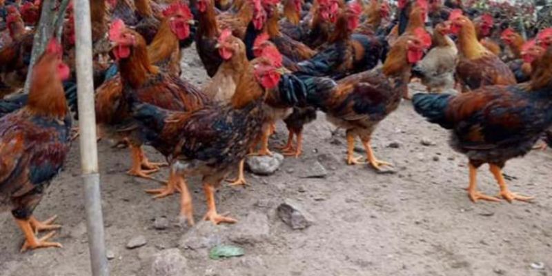 Cách nhận biết gà bị mắc bệnh giun sán