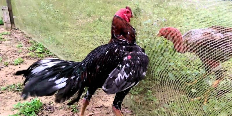 Cách tẩy giun cho gà chọi bằng hạt cau đơn giản và hiệu quả