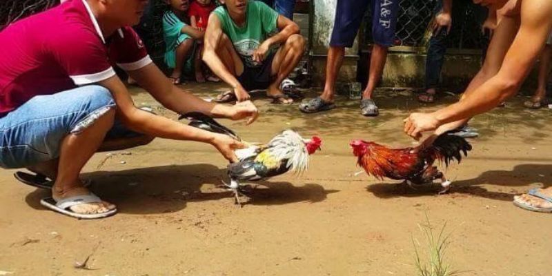 Đá Gà Tre Miền Tây Có Gì Mà Hấp Dẫn Người Chơi Đến Vậy?