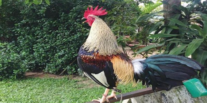 Đá gà tre Miền Tây là gì? 