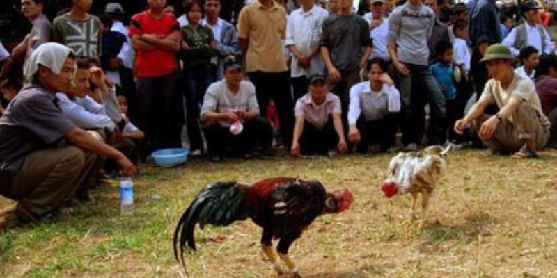 Tại sao đá gà tre Miền Tây lại hấp dẫn người xem đến vậy?