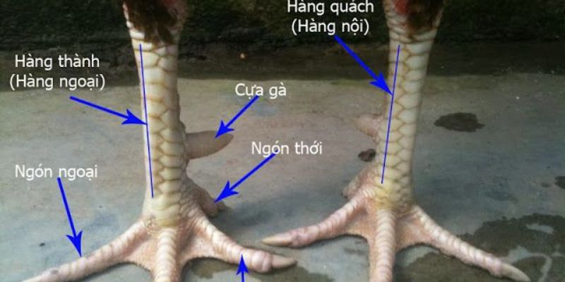 Tìm hiểu về gà chọi hay nhất hiện nay