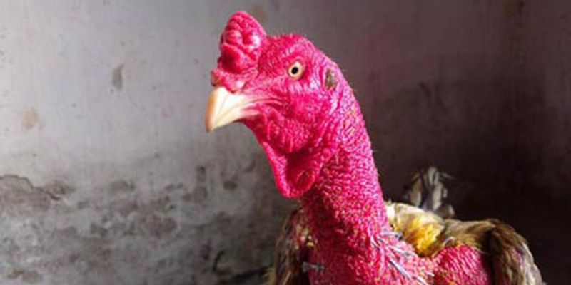 Gà chọi Xám Thần
