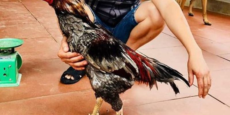 Gà chọi xám Messi - Giống gà chọi hay nhất hiện nay 