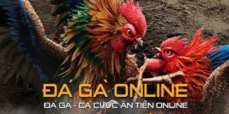Hướng dẫn đăng ký tài khoản đá gà Kubet đơn giản