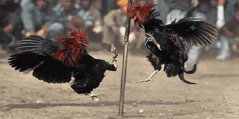 Đôi nét về đá gà 789bet