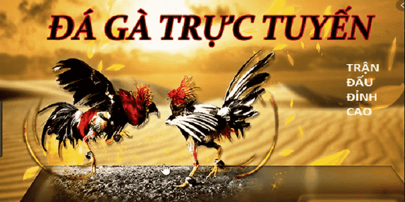 Tại sao nên tham gia đá gà tại 789bet?