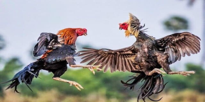 Điều nên biết về F8BET