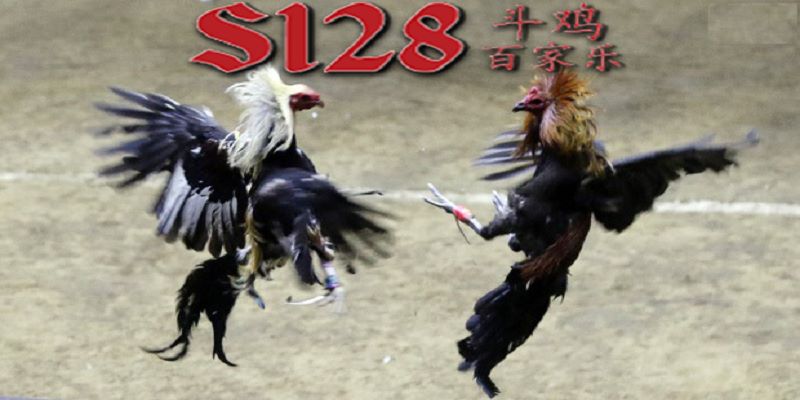 Trường gà S128 uy tín