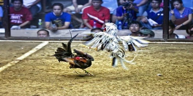 Điểm nổi bật khi tham gia đá gà tại Jun88