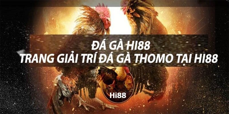Hi88 với những màn đấu gà mãn nhãn