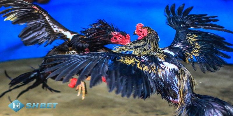 Sảnh chơi đá gà tại SHBET
