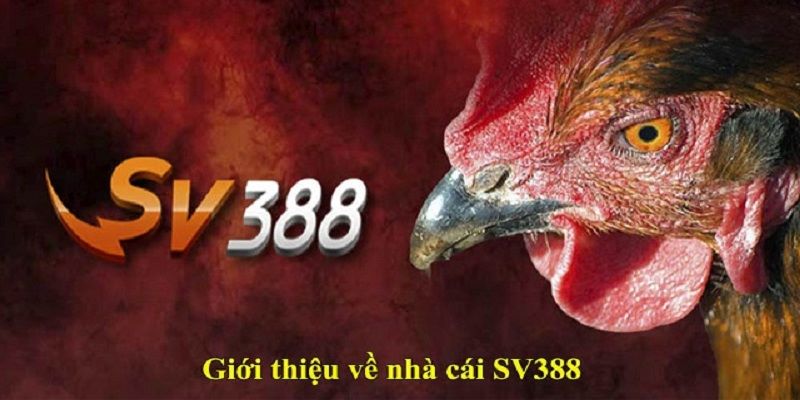 Sv388 sân chơi đá gà chất lượng
