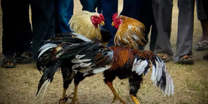 Cách khắc chế lối đá sỏ