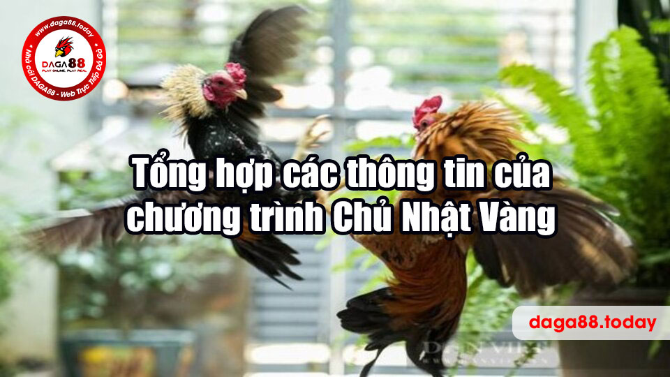 Tổng hợp các thông tin của chương trình Chủ Nhật Vàng