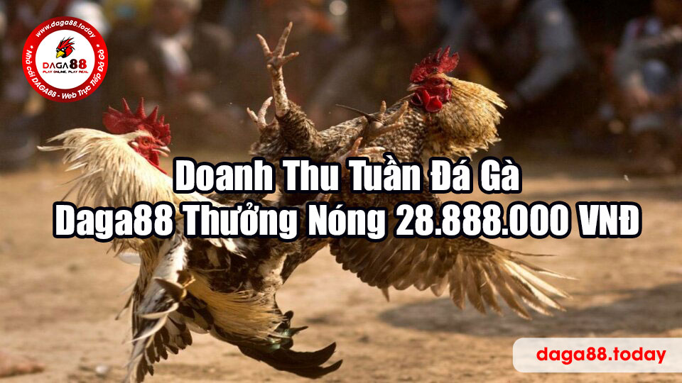 Doanh Thu Tuần Đá Gà - Daga88 Thưởng Nóng 28.888.000 VNĐ