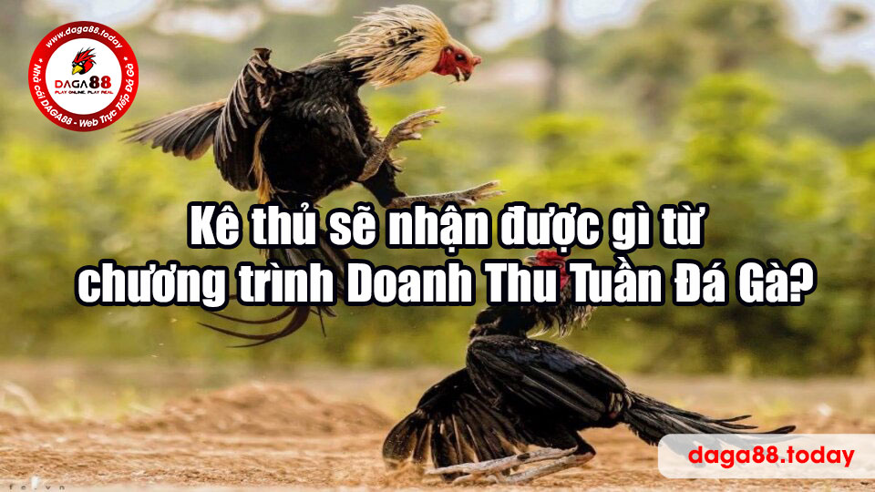 Kê thủ sẽ nhận được gì từ chương trình Doanh Thu Tuần Đá Gà?