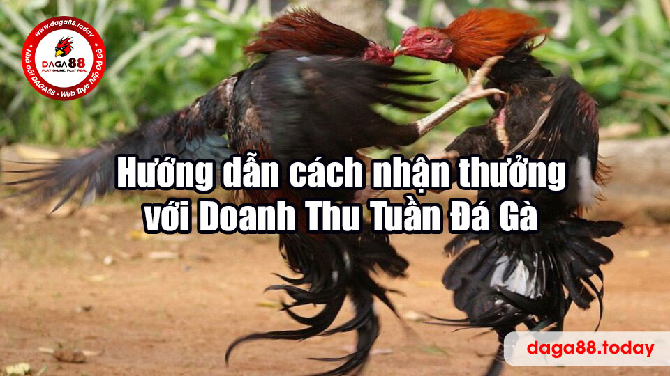 Hướng dẫn cách nhận thưởng với Doanh Thu Tuần Đá Gà